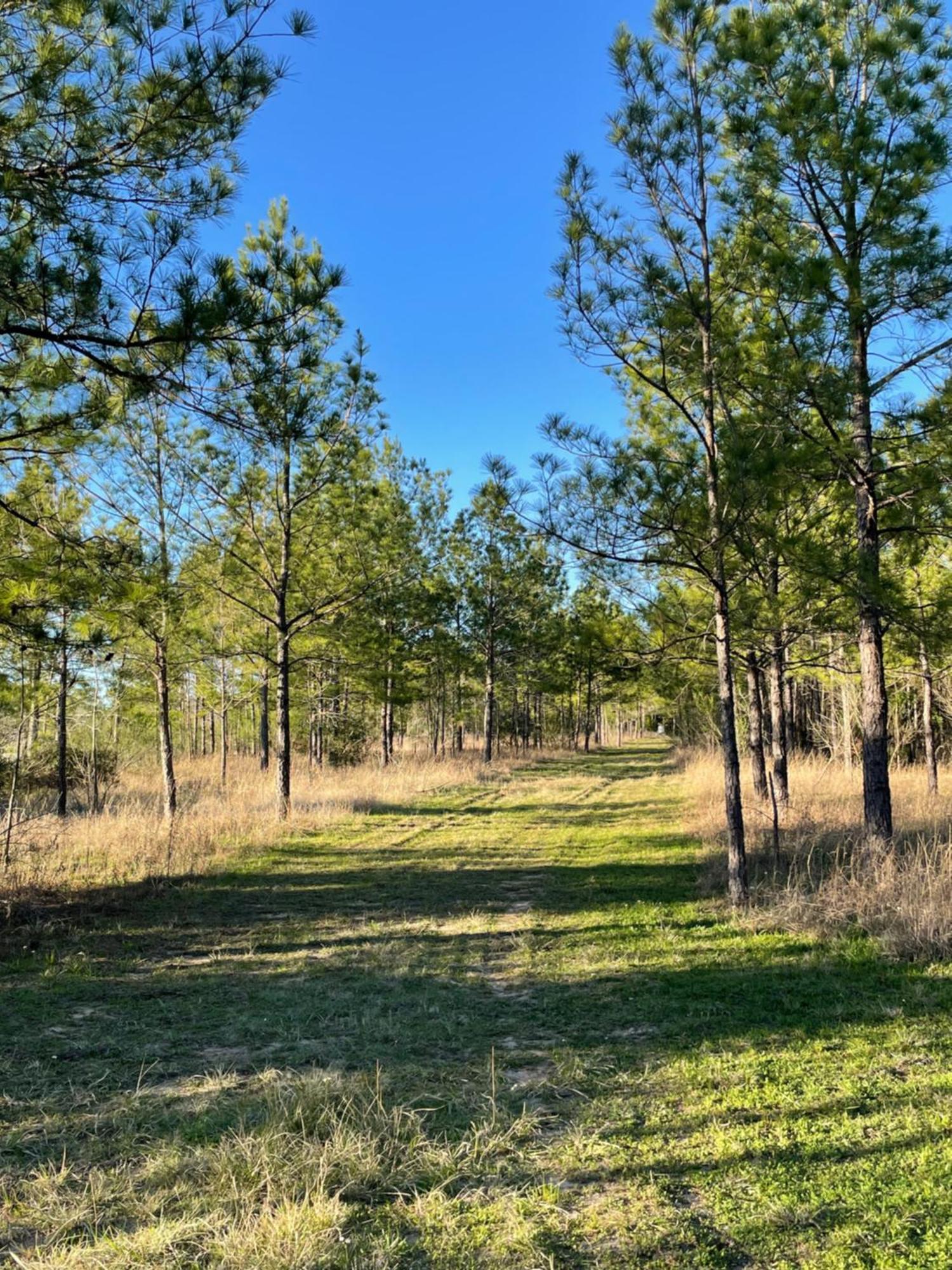 Country Getaway 4 Bedroom Resort In 10 Acre Lot マグノリア エクステリア 写真